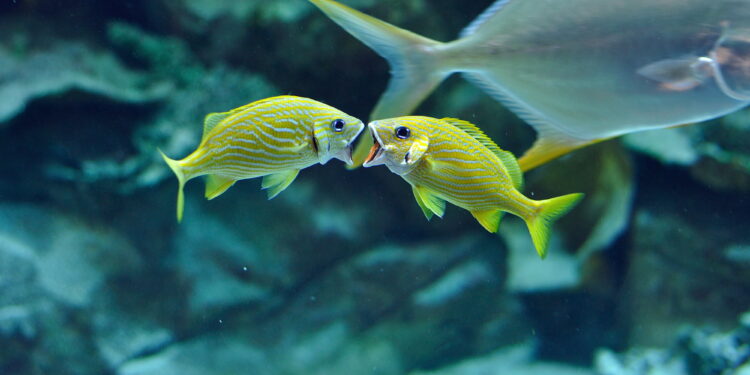 10 healthiest Indian fish sorts and why you should have them