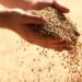 ‘One Needy Person Feeds the Other Ninety-Nine’
