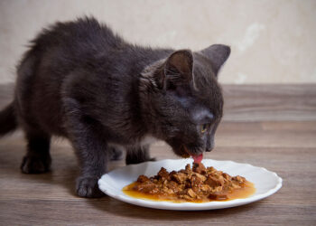 Vital Essentials Updates Its Frozen Cat Food’s Packaging