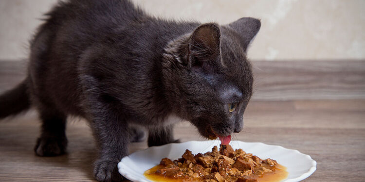 Vital Essentials Updates Its Frozen Cat Food’s Packaging