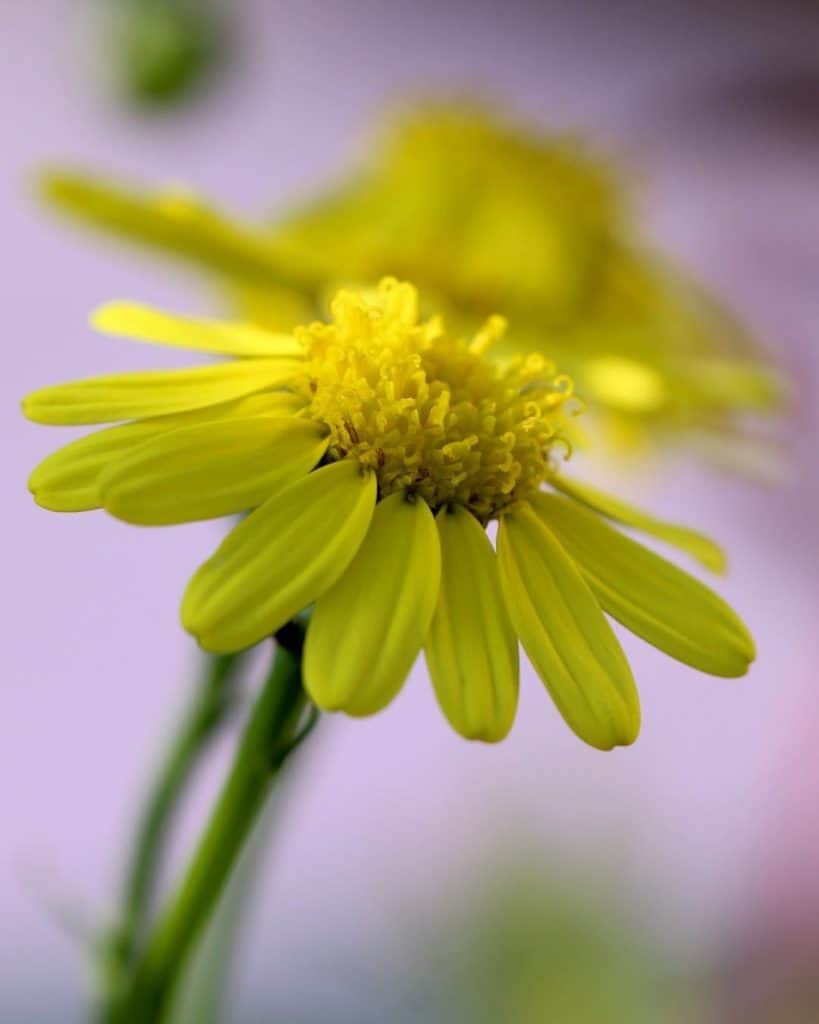 Different Types of Yellow Flowers and Their