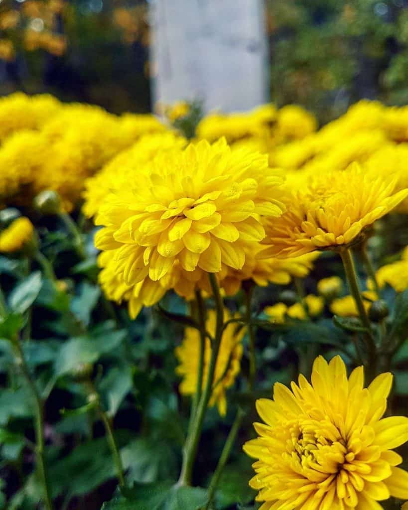 Different Types of Yellow Flowers and Their