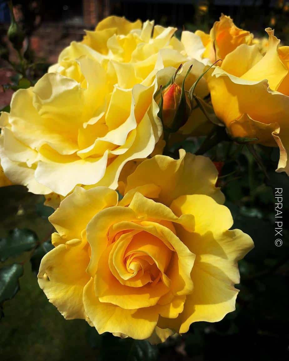 Different Types of Yellow Flowers and Their Fortricks New Blogging Era