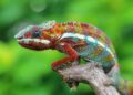 Santa Cruz Chameleon C SE+ lengthy-time period evaluation