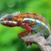 Santa Cruz Chameleon C SE+ lengthy-time period evaluation