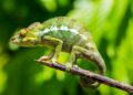 Santa Cruz Chameleon C SE+ lengthy-time period evaluation