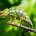 Santa Cruz Chameleon C SE+ lengthy-time period evaluation