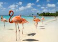 Live your dream vacation in Aruba without breaking the bank