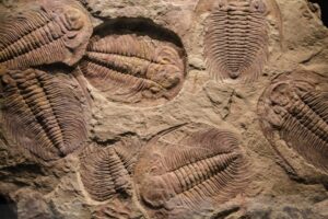 Eugenics and Evolution: Schoolchild See Destruction, Schoolchild Do Destruction 5