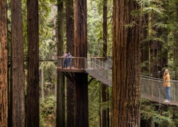 Experience the Thrill of Walking Among the Giants: Exploring the Redwood Skywalk