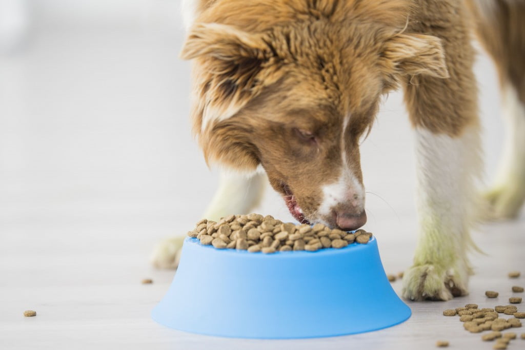 FDA Reveals Dog Food Brands Linked to Canine Heart Disease Health Lable