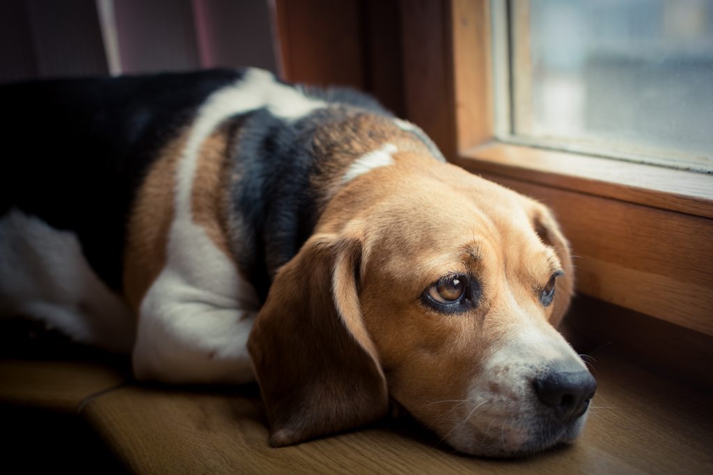 12 Things You Need To Know About Dog Back Injury Health Lable