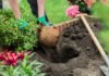 Gardening hints: plant the peanut butter plant