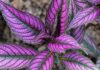 Purple Foliage Plants: Adding Vibrancy to Your Garden