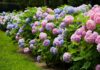 Revitalize Hydrangeas with Coffee Grounds