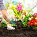 Gardening: Consider growing flora with colorful leaves in colour