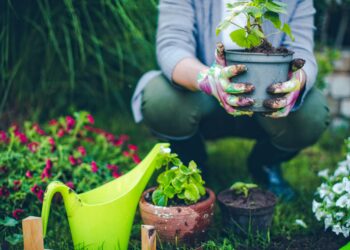 Gardening Tips To Grow the Best Flowers
