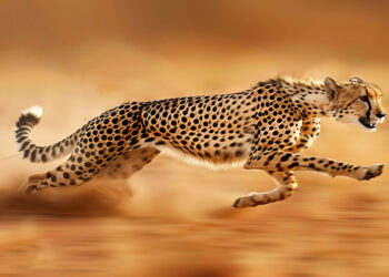 Speed and Style: Cheetah Wallpaper for a Wild Look