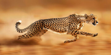 Speed and Style: Cheetah Wallpaper for a Wild Look 1 Speed and Style: Cheetah Wallpaper for a Wild Look