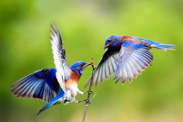 Why Birds Keeping Flying into Your Windows