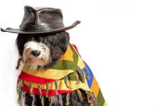 A Brief History of Pet Clothing