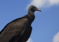 Black vultures are roosting in Kentucky and ingesting