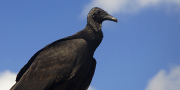 Black vultures are roosting in Kentucky and ingesting