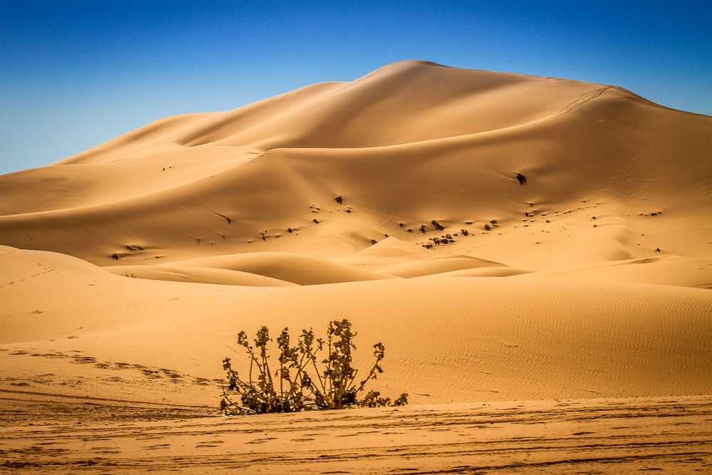 Deserts in UAE All The Best Deserts 2024