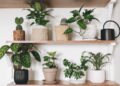 Plant Accessory Ideas for Home Designers 3 Plant Accessory Ideas for Home Designers