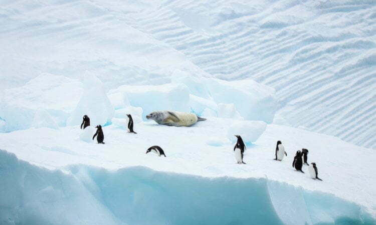 A law, this time for Antarctica 1