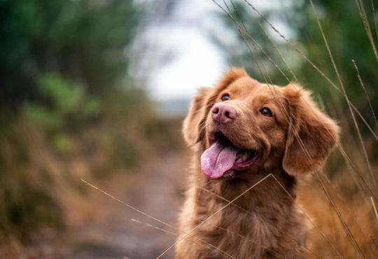 The Internet's Latest Prank Is On Dogs, Thanks To ‘What The Fluff’ Challenge & It Is Hilarious 5