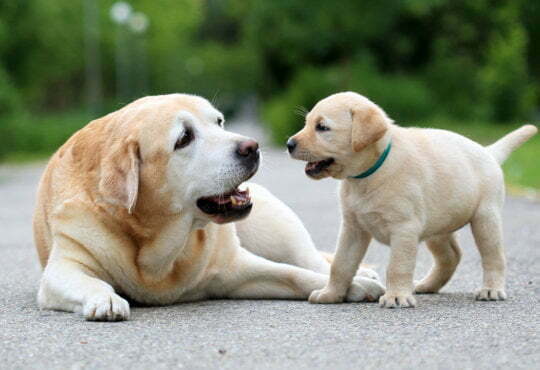 Dogs befuddled by latest internet craze, the #whatthefluffchallenge 7 Dogs befuddled by latest internet craze, the #whatthefluffchallenge 6