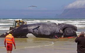 Blue Whale Bitten In Half By Shark During Attack In Australia 3 Blue Whale Bitten In Half By Shark During Attack In Australia 3