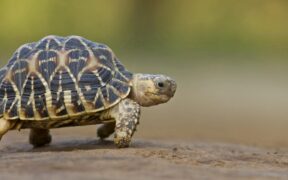 Turtle Life Cycle: The Biorhythm of These Ancient Reptiles 2