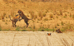 Where the Wild Things Are? 3