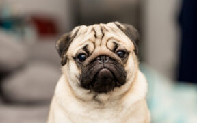 The New Media Royalty and How to Reach the Latest Breed 2