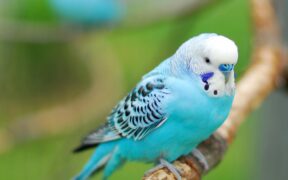 Top 5 Alternatives to Flappy Bird 4