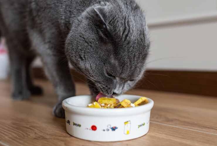 Put the Gift of Good Health in Your Cat's Food Dish 41