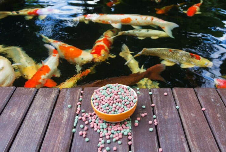 Koi Food For The Different Seasons 41