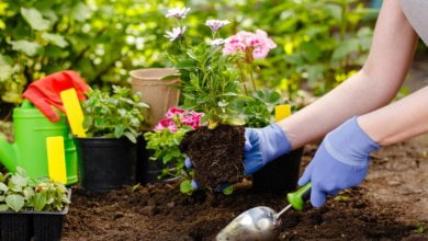 Gardening hints: plant elephant’s ears 17 Photo of Gardening hints: plant elephant’s ears