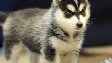 Photo of Kitchen Leads No. 16 Chants Past Huskies