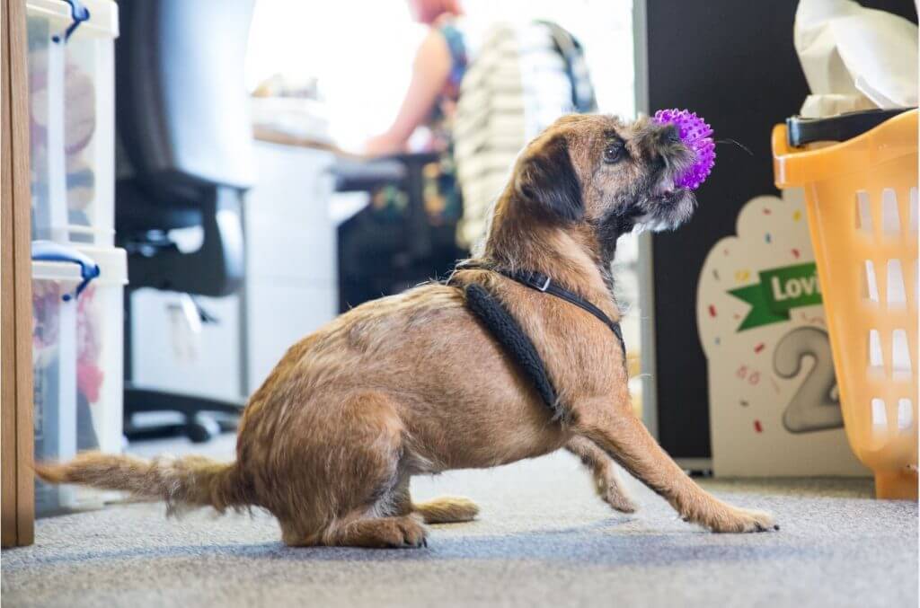 The Dog in the Dentist’s Chair, and Other Workplace Pets 3
