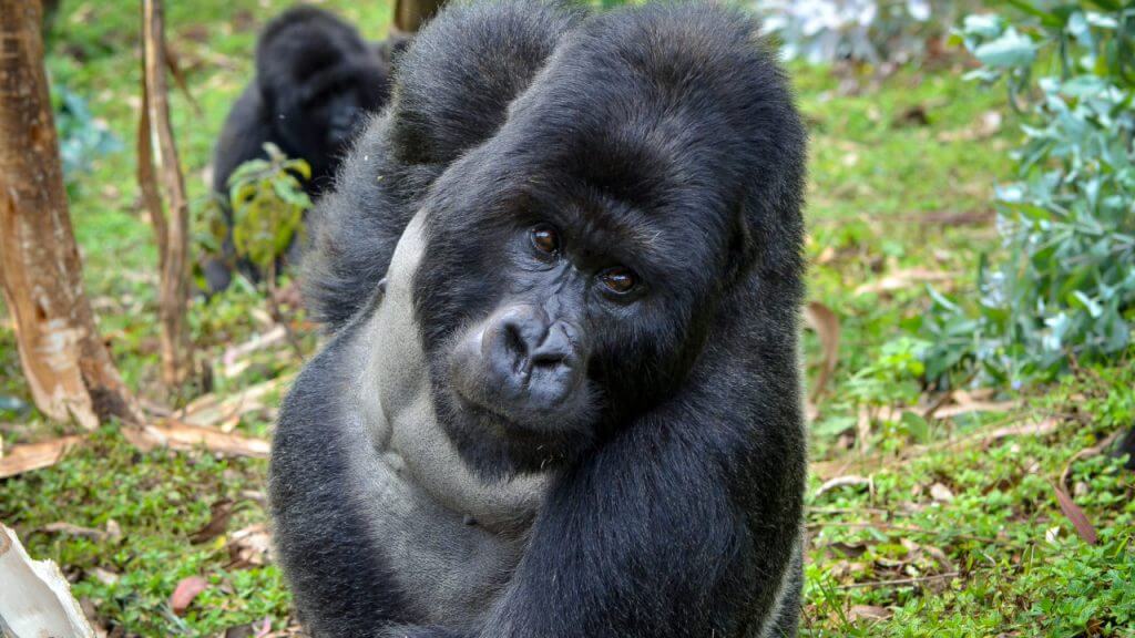 Nothing cosmetic approximately duo’s save-ape challenge 3