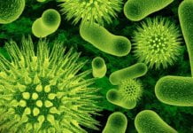 Bacteria and Germs – The Hidden Terminators Of Health