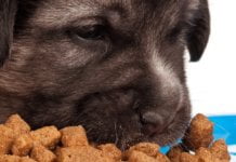Pet Food Market – Trends, Industry Competitiveness and Future Outlook