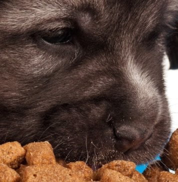 Pet Food Market – Trends, Industry Competitiveness and Future Outlook