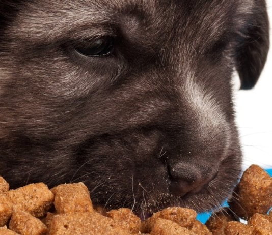 Pet Food Market – Trends, Industry Competitiveness and Future Outlook