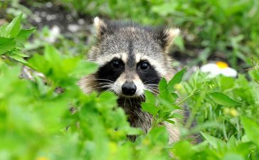 Wildlife Removal and Environment Control - The Skunk 2