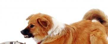 The Aggro Canine - Food Aggression in Your Dog 1