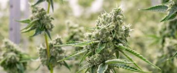 8 Reasons You Need to Cultivate Your Own Marijuana 4
